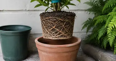 Planta con el cepellón y sus raíces expuestos, suspendida sobre una maceta vacía.