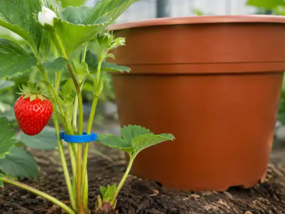 Planta de fresa con un fruto maduro y varios tallos sujetos por un aro azul.